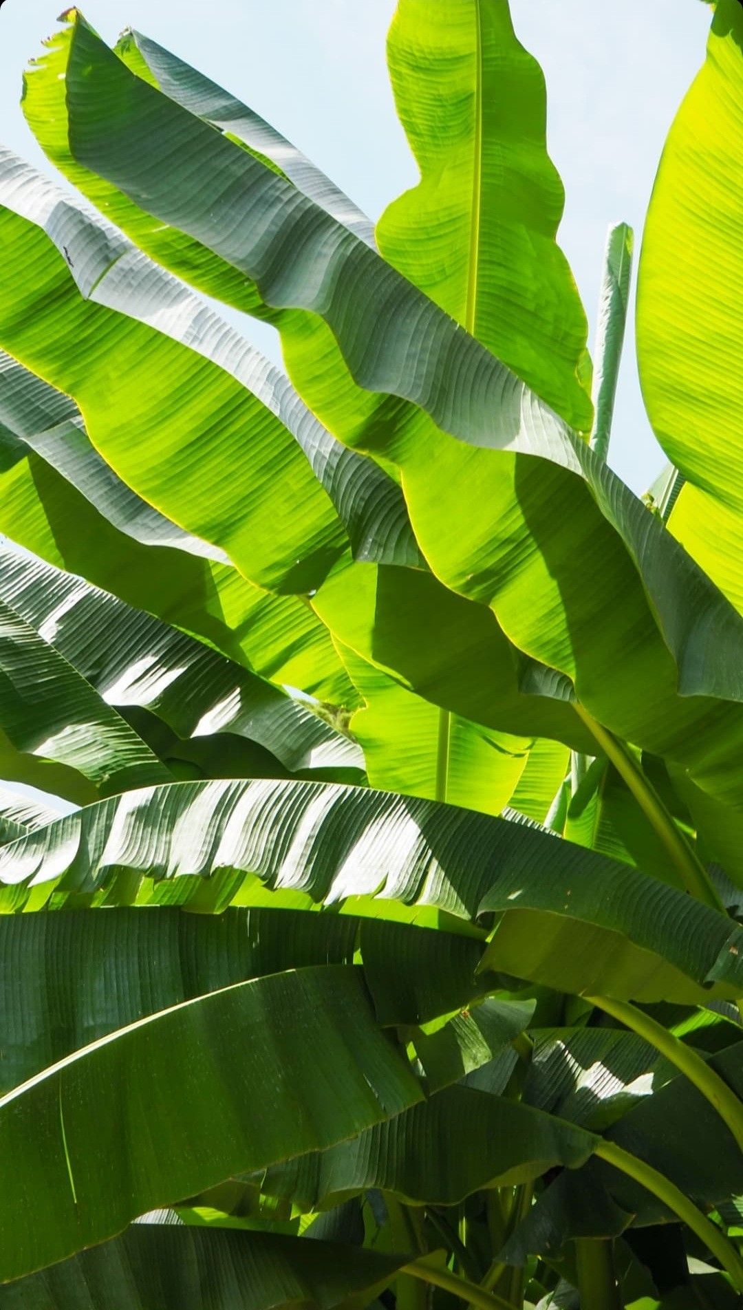 Hojas de plátano bajo el cielo de Manabí